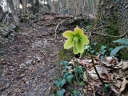 32 Elleboro verde (Helleborus viridis) sul sentiero rampante
